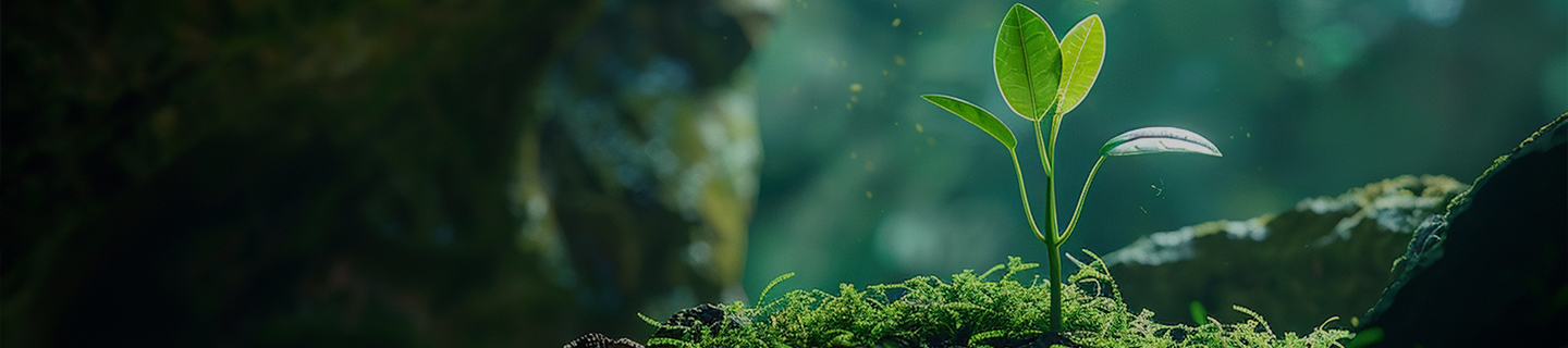 Sustainability Development Goals